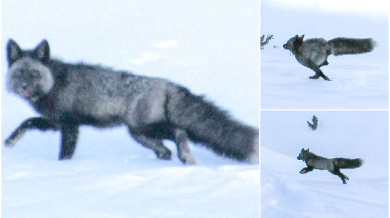 Καλιφόρνια: Επιασαν για πρώτη φορά σπάνια κόκκινη αλεπού - Υπάρχουν λιγότερα από 50 τέτοια ζώα [εικόνες]