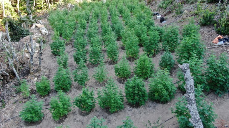 Εντοπισμός+φυτείας+κάνναβης