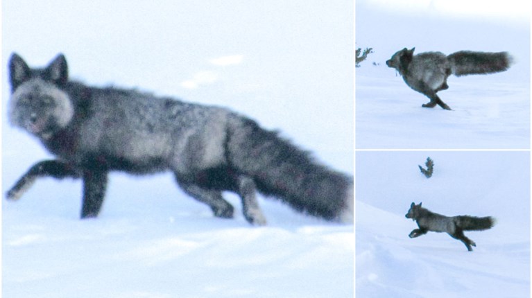 ΚΟΚΚΙΝΗ ΑΛΕΠΟΥ ΣΙΕΡΑ ΝΕΒΑΔΑ