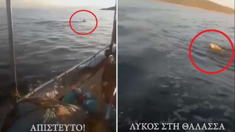 ΛΥΚΟΣ ΘΑΛΑΣΣΑ