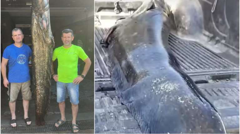 Κοζάνη: Έπιασαν ψάρι βάρους 105 κιλών - Έναν γουλιανό με μήκος 2,5 μέτρα [βίντεο]