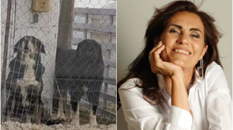 ΣΚΥΛΙΑ ΕΛΙΣΣΑΒΕΤ ΘΕΣΣΑΛΟΝΙΚΗ