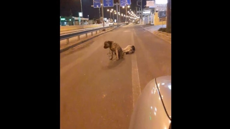 Σκύλος
