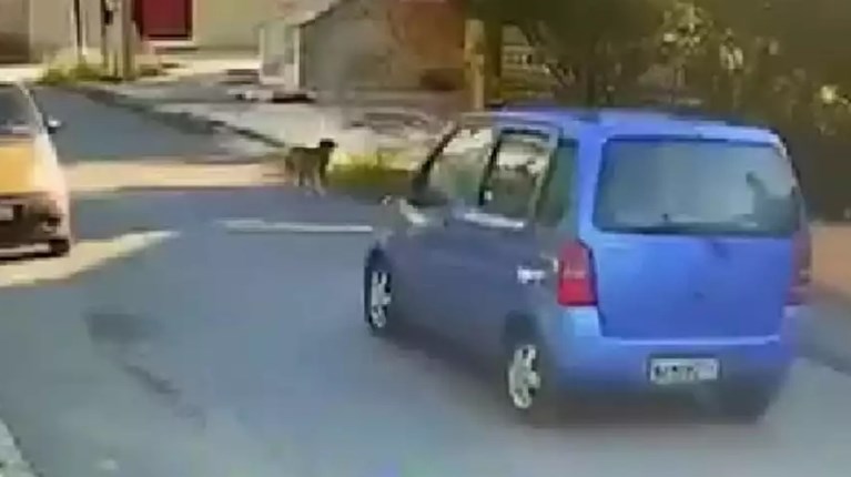 Παράσυρση σκύλου
