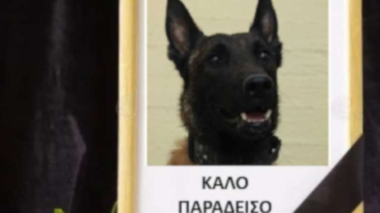 Αφαίρεσαν τη ζωή από τον σκύλο &quot;Echo&quot; - Τον τετράποδο ντετέκτιβ που συμμετείχε στην έρευνα για τον Βασίλη Κλογήρου