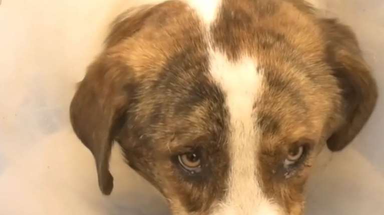 Ναύπακτος: Ασυνείδητος πυροβόλησε αδέσποτο σκυλάκι - &quot;Εγινε από κοντινή απόσταση&quot; - Τι καταγγέλλουν οι κάτοικοι