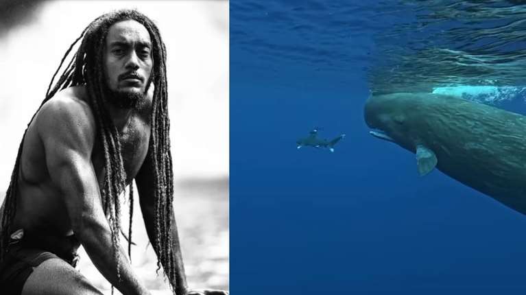 Απίστευτο βίντεο: Φάλαινες 45 τόνων προστατεύουν δύτη από καρχαρία