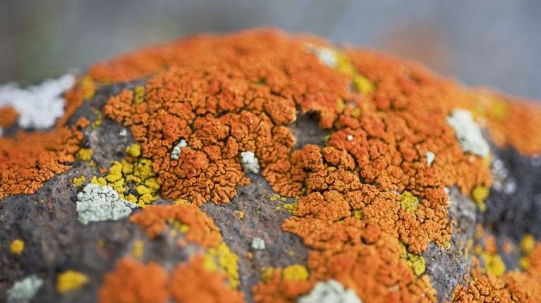 CNN: Μύκητας που μπορεί να μας &quot;φάει από μέσα προς τα έξω&quot; ίσως να εξαπλωθεί στον πλανήτη λόγω της κλιματικής αλλαγής