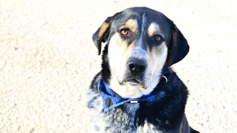 Ρούντολφ, η μουσούδα που  θέλει να αγαπήσει πολύ με καρδούλα ταπεινή