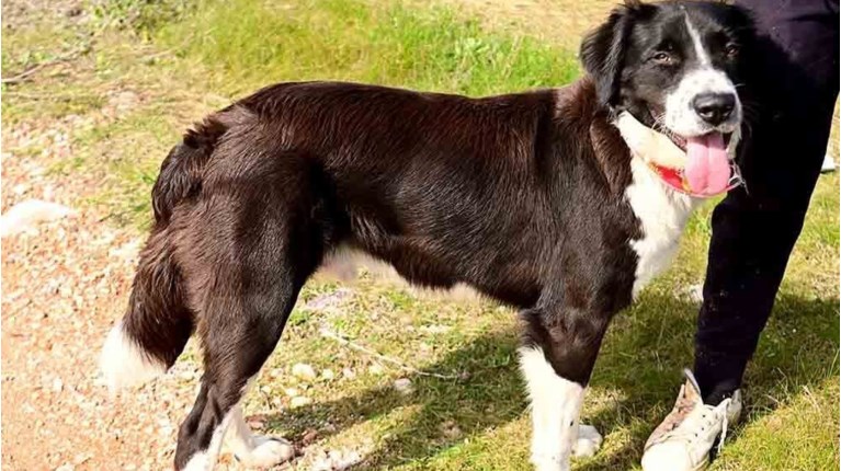 ΠΑΡΗΣ ΣΚΥΛΟΣ