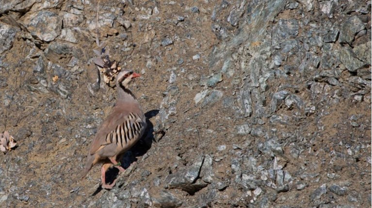 foinikotrigono