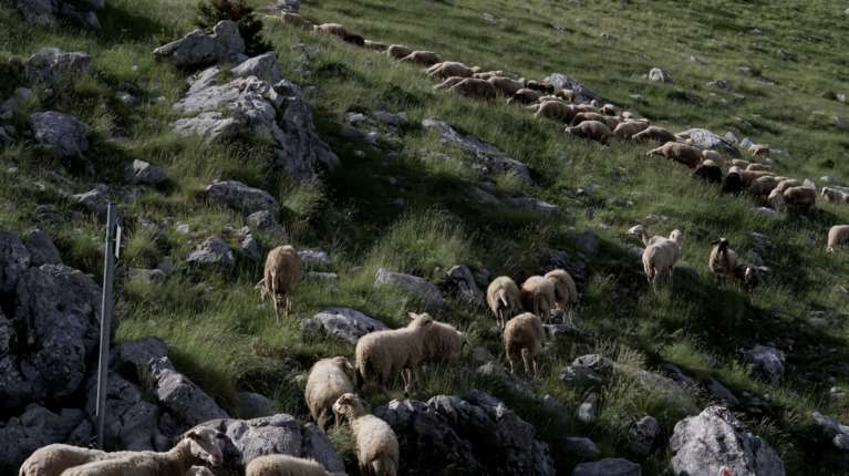 Ευλογιά των προβάτων: Επείγουσα προκαταρκτική εξέταση ζητά η Εισαγγελία Εφετών Λάρισας