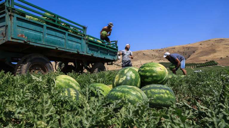 Ξεκινά μπαράζ ελέγχων για τις πιστοποιήσεις στη βιολογική παραγωγή - Αποσύρθηκαν χιλιάδες για να τους αποφύγουν