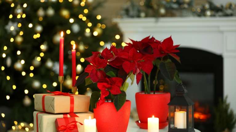 Χριστούγεννα: Επιτραπέζιες διακοσμήσεις με αλεξανδρινά - Λουλουδένια και γιορτινά τραπέζια για όλα τα γούστα