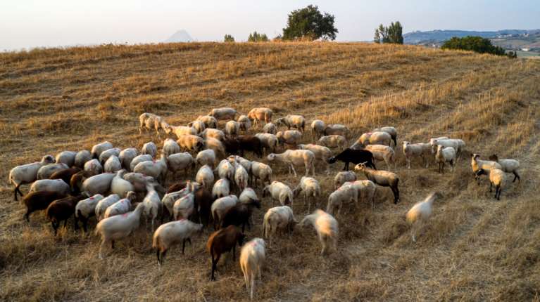 Ευλογιά των αιγοπροβάτων: Είναι ασφαλές να καταναλώνουμε γάλα, φέτα και κρέας;