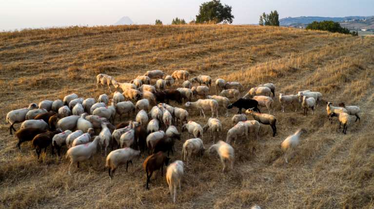Στον εισαγγελέα του Αρείου Πάγου το ρεπορτάζ του Mega για εισαγωγή παράνομων εμβολίων κατά της ευλογιάς αιγοπροβάτων
