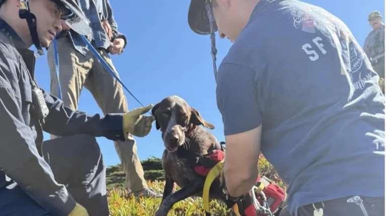 Ατρόμητος και... εφτάψυχος: Σκύλος έπεσε από 12 μέτρα ύψος χωρίς να χάσει την ψυχραιμία του - "Έδινε σε όλους φιλιά"