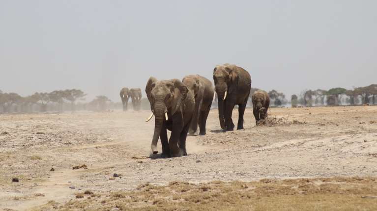 Τραγωδία στην Ινδονησία: 8χρονη ποδοπατήθηκε από ελέφαντα – Προσπάθησε να διαφύγει αλλά γλίστρησε