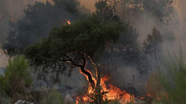 Φωτιά ξέσπασε έξω από τα Φάρσαλα - Κινητοποίηση της πυροσβεστικής