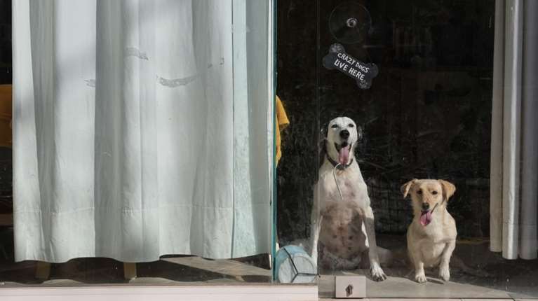 "Ρόδες ελπίδας":  Άνθρωποι που ξαναδίνουν κίνηση σε ζώα που δοκιμάστηκαν σκληρά από τη ζωή