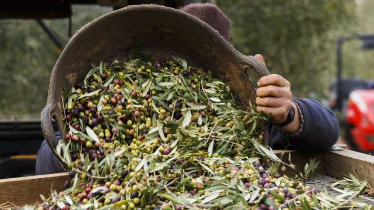 Ελαιοκομικό Μητρώο: Πρόστιμα έως 5.000 ευρώ σε όσους δεν δηλώσουν ελιές και λάδι