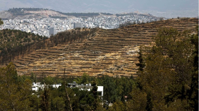 δασος τσιμεντο