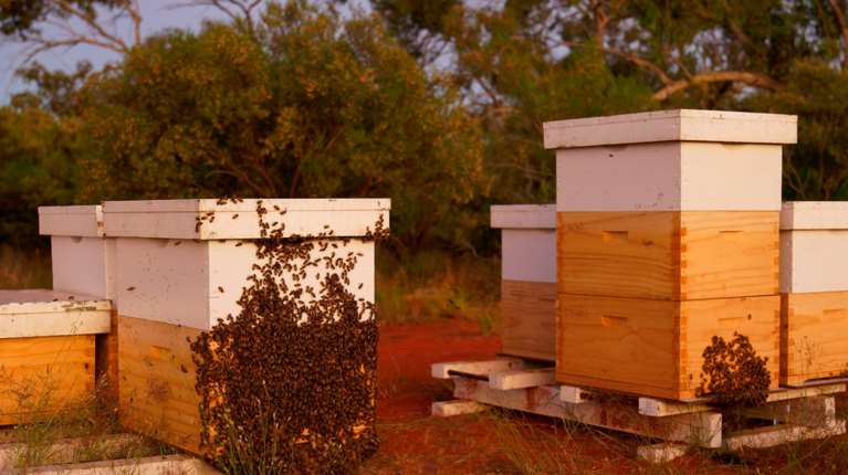 Σκάνδαλο ΟΠΕΚΕΠΕ: Έβαλαν το &quot;δάχτυλο&quot; και στο... βιολογικό μέλι; - Καταγγελίες για παράνομες επιδοτήσεις και στη μελισσοκομία