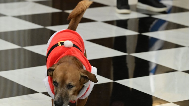 πινατ μαξιμου