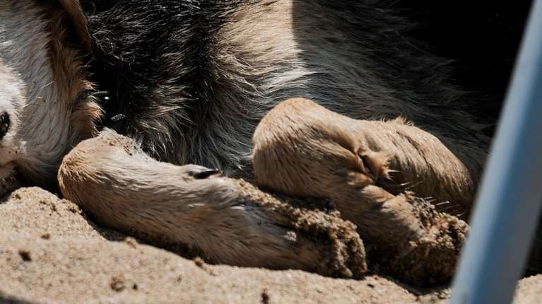 Βόλος: Ανδρας χτυπούσε ανελέητα στο κεφάλι τον σκύλο του - Νεαρές τον κατήγγειλαν και τον κυνήγησαν για να μη φύγει