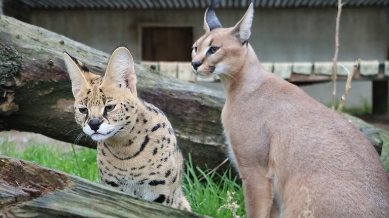αιλουροειδη