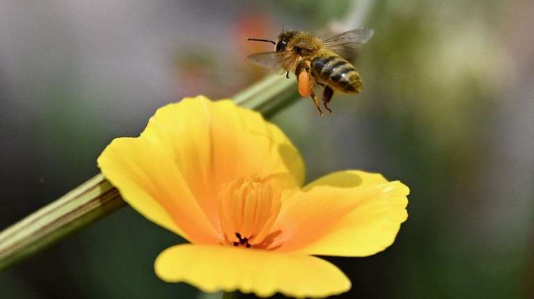 Πανικός στη Γαλλία: Δεκάδες τραυματίες από επίθεση μελισσών - Τρεις νοσηλεύονται σε κρίσιμη κατάσταση