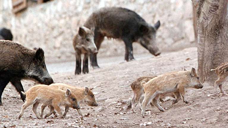 Σάλος για τις επιχειρήσεις θανάτωσης αγριόχοιρων στον Διόνυσο: Γιατί είναι επικίνδυνες για ανθρώπους και ζώα