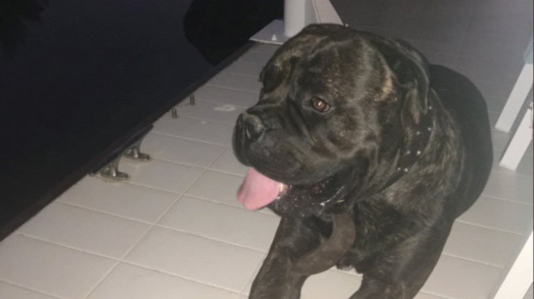 Σκύλος_Πάνος Καμμένος