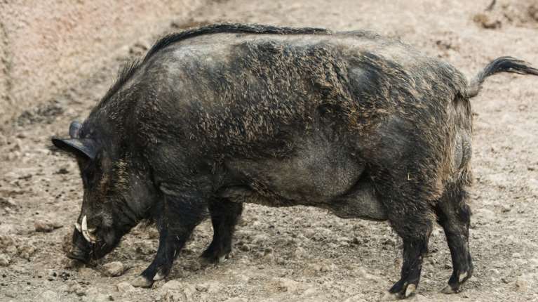 Γρεβενά: Κυνηγός δέχτηκε επίθεση από αγριογούρουνο - Νοσηλεύεται με 60 ράμματα