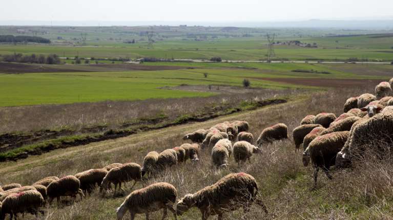 Παρασκευής για ευλογιά των προβάτων: Δεν υπάρχει κίνδυνος για τον άνθρωπο, ακόμα και αν καταναλωθούν κτηνοτροφικά προϊόντα