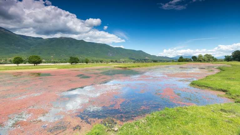 Γρίπη των πτηνών: Επιβεβαιώθηκε κρούσμα στη λίμνη Κερκίνη - Τα μέτρα που προβλέπονται