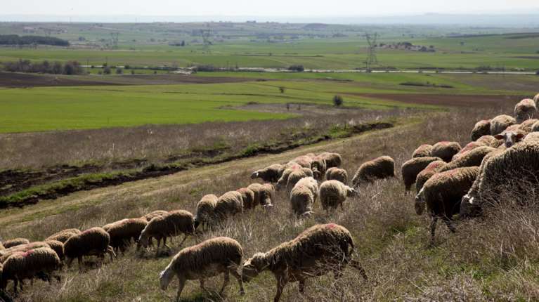 Συναγερμός στην Κρήτη για την ευλογιά των προβάτων: Απαγόρευση εισόδου αιγοπροβάτων στο νησί