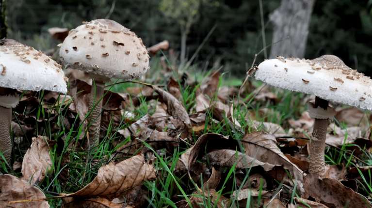 Πώς τα άγρια μανιτάρια μπορούν να προκαλέσουν ηπατική ανεπάρκεια: Τα τέσσερα στάδια της δηλητηρίασης
