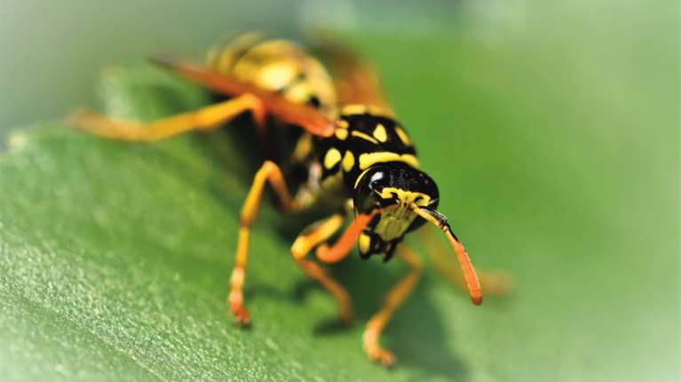 Πύργος: 45χρονος υπέστη έμφραγμα μετά από τσίμπημα σφήκας