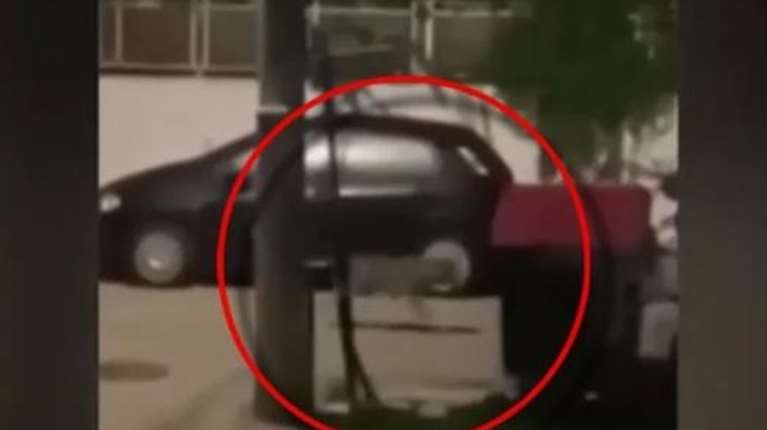 Λύκος κόβει βόλτες στους δρόμους του Χαϊδαρίου - Η έκκληση του δημάρχου και οι οδηγίες του δασαρχείου [βίντεο]