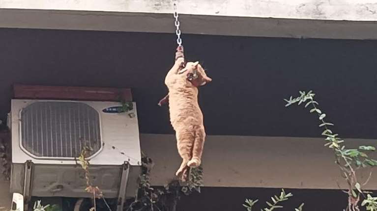 Δύο συλλήψεις στο Αγρίνιο για την κρεμασμένη γάτα σε μπαλκόνι [σκληρές εικόνες]