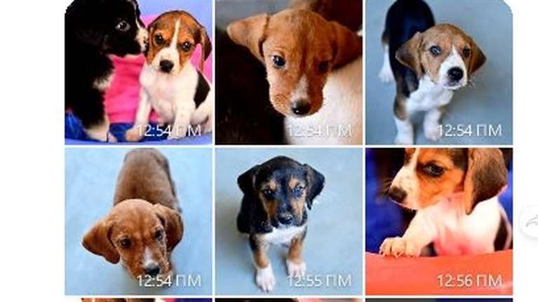 Πέντε μονάκριβα μωρά πετάχτηκαν μέρες αγάπης και γιορτής -  Δεν ξεμακραίνουν το ένα από το άλλο