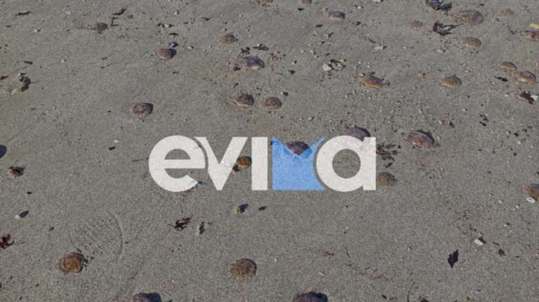 Συναγερμός σε θάλασσες και παραλίες της Εύβοιας – Γέμισαν με μωβ μέδουσες [εικόνες]