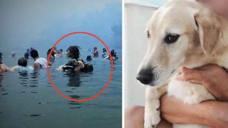 Πέθανε ο Αμόρ: Ο σκύλος που έγινε σύμβολο της τραγωδίας στο Μάτι