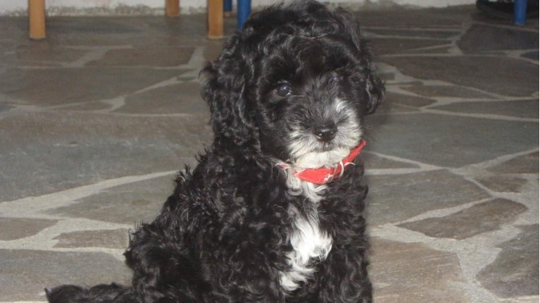 νηπιαγωγος