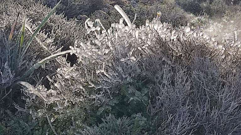 Ρόδος: Μαγευτικές εικόνες στον Αρχάγγελο - Πάγωσαν μέχρι και τα λουλούδια απο το ψύχος