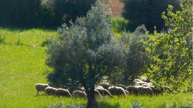 Πρόβατα