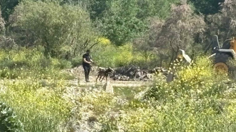 σκυλια Τεμπη