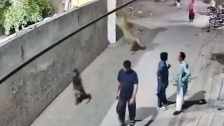 Τρόμος στο Πακιστάν: Λιοντάρι το έσκασε από σπίτι και επιτέθηκε σε κόσμο - Τραυματίες 2 παιδιά και μία γυναίκα [βίντεο]