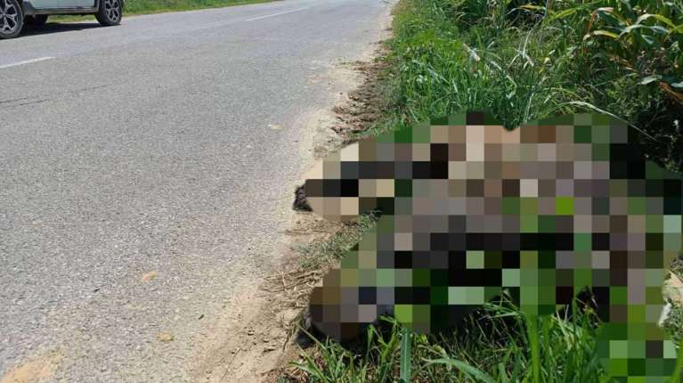 Ακόμη μια αρκούδα νεκρή στην άσφαλτο στη Φλώρινα